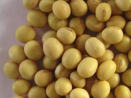 大豆小型榨油機(jī)